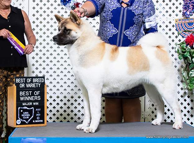 Sabana Best of Breed